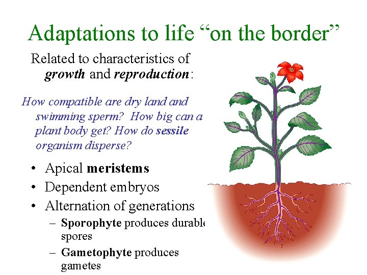 Adaptations to life “on the border” Related to characteristics of growth and reproduction: How