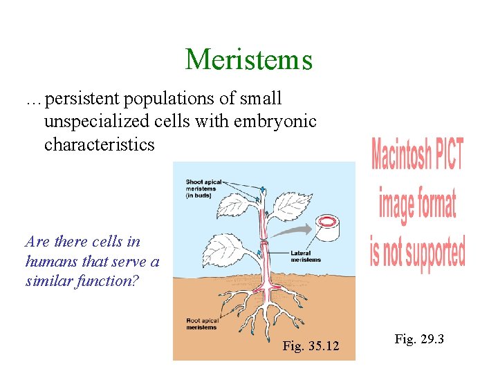 Meristems …persistent populations of small unspecialized cells with embryonic characteristics Are there cells in