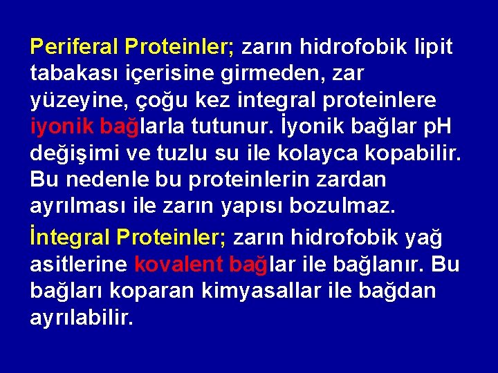 Periferal Proteinler; zarın hidrofobik lipit tabakası içerisine girmeden, zar yüzeyine, çoğu kez integral proteinlere