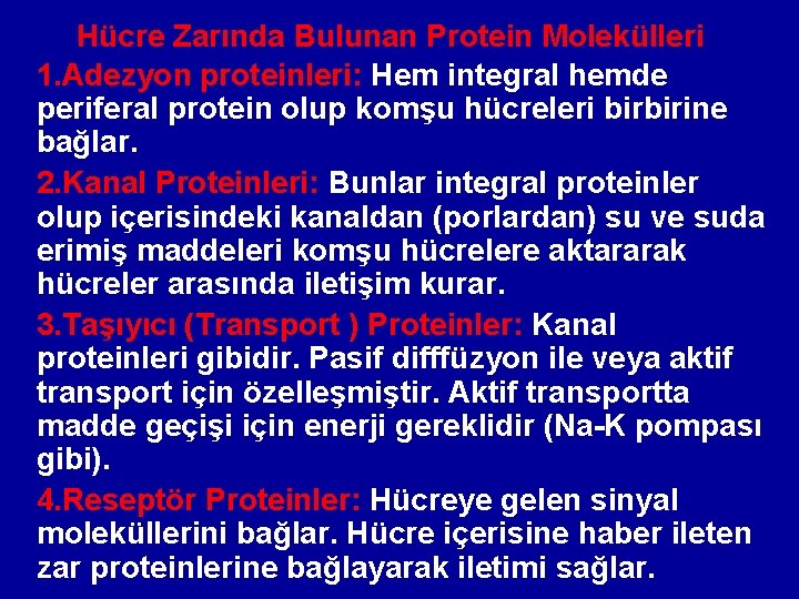 Hücre Zarında Bulunan Protein Molekülleri 1. Adezyon proteinleri: Hem integral hemde periferal protein olup