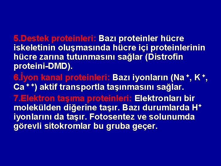 5. Destek proteinleri: Bazı proteinler hücre iskeletinin oluşmasında hücre içi proteinlerinin hücre zarına tutunmasını