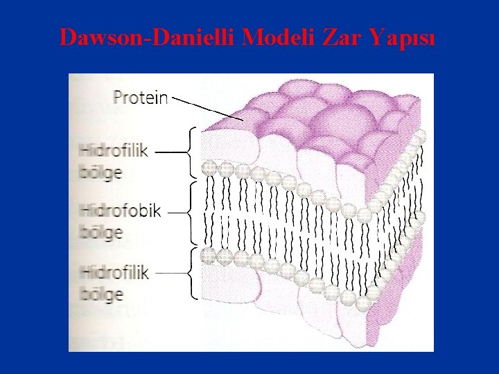 Dawson-Danielli Modeli Zar Yapısı 