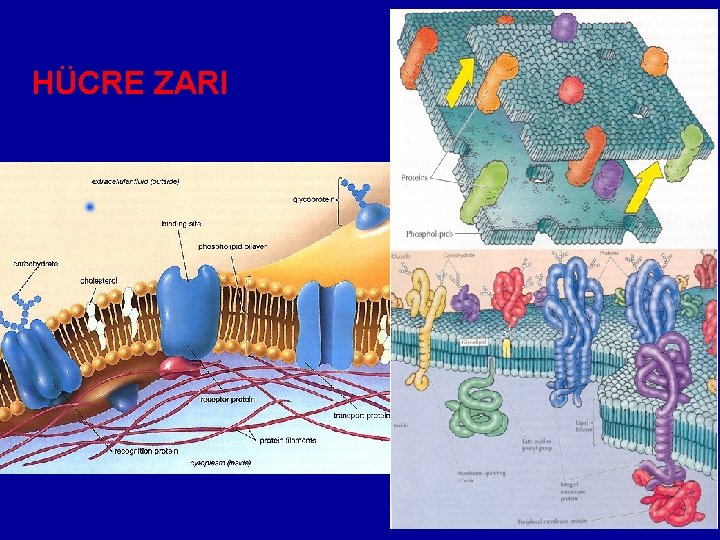 HÜCRE ZARI 