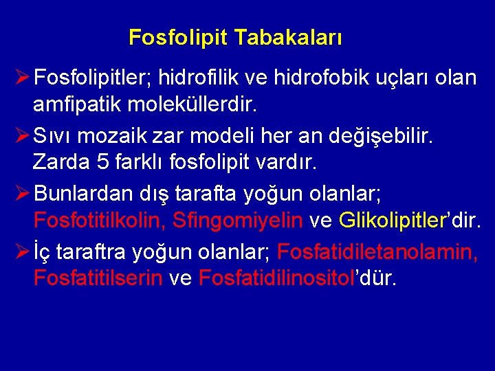 Fosfolipit Tabakaları Ø Fosfolipitler; hidrofilik ve hidrofobik uçları olan amfipatik moleküllerdir. Ø Sıvı mozaik