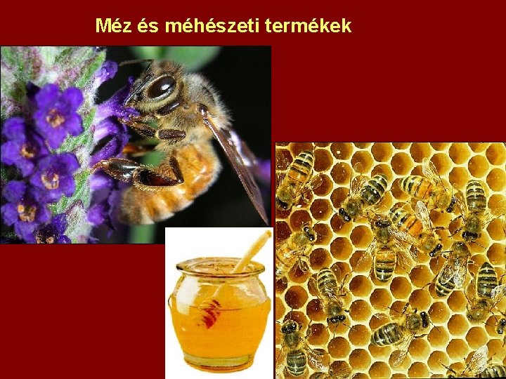 Méz és méhészeti termékek 