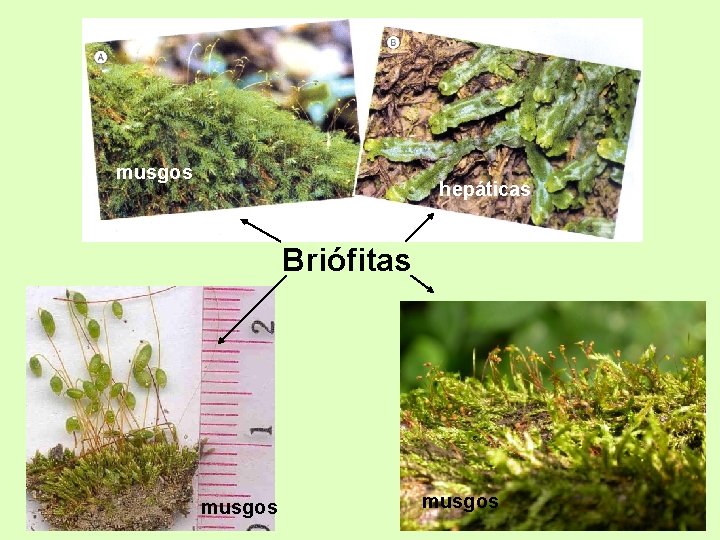 musgos hepáticas Briófitas musgos 