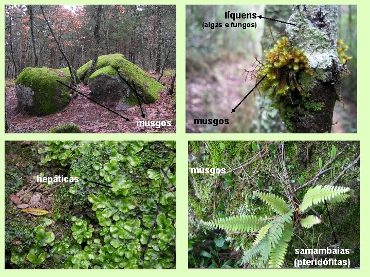 líquens (algas e fungos) musgos hepáticas musgos samambaias (pteridófitas) 