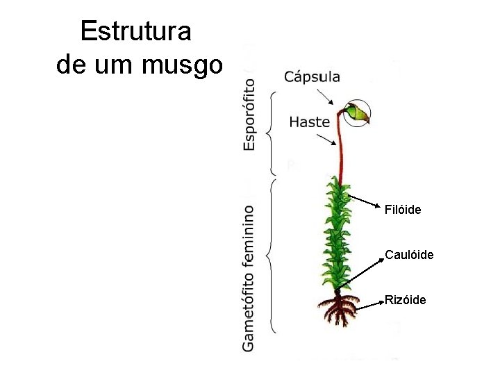 Estrutura de um musgo Filóide Caulóide Rizóide 