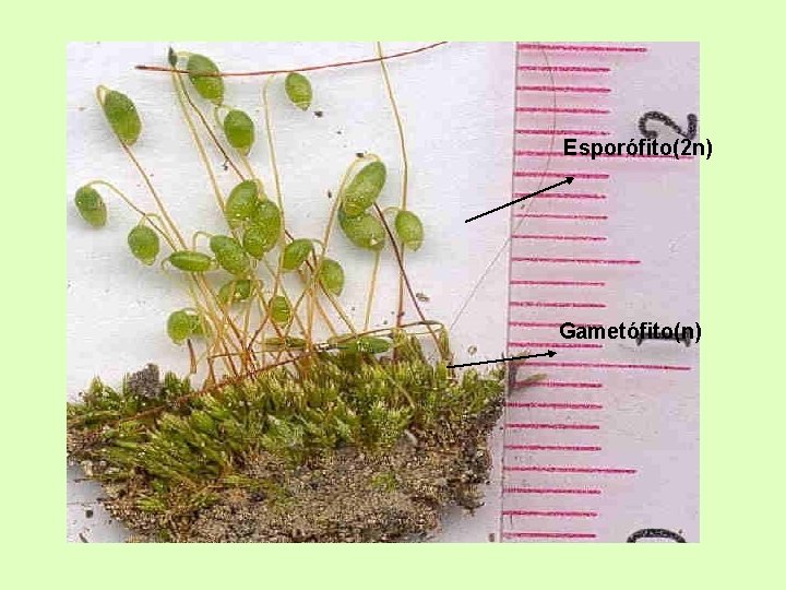 Esporófito(2 n) Gametófito(n) 