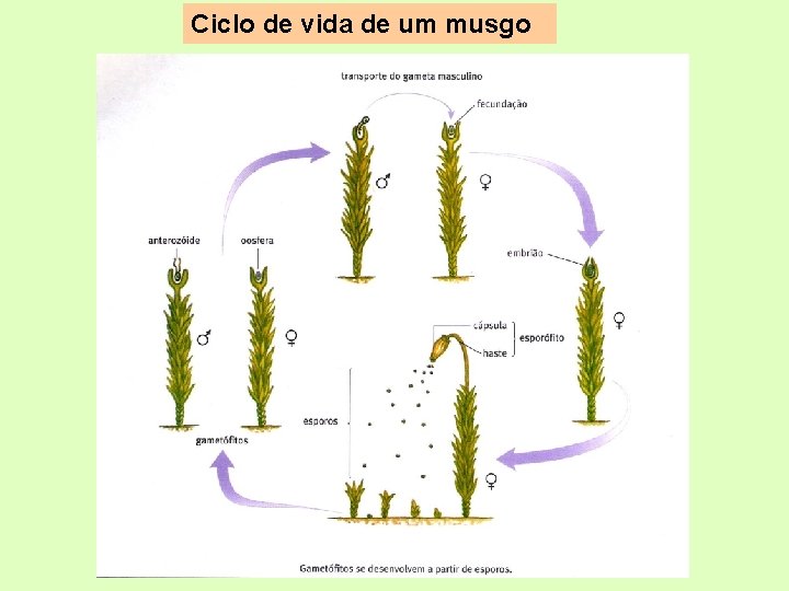 Ciclo de vida de um musgo 