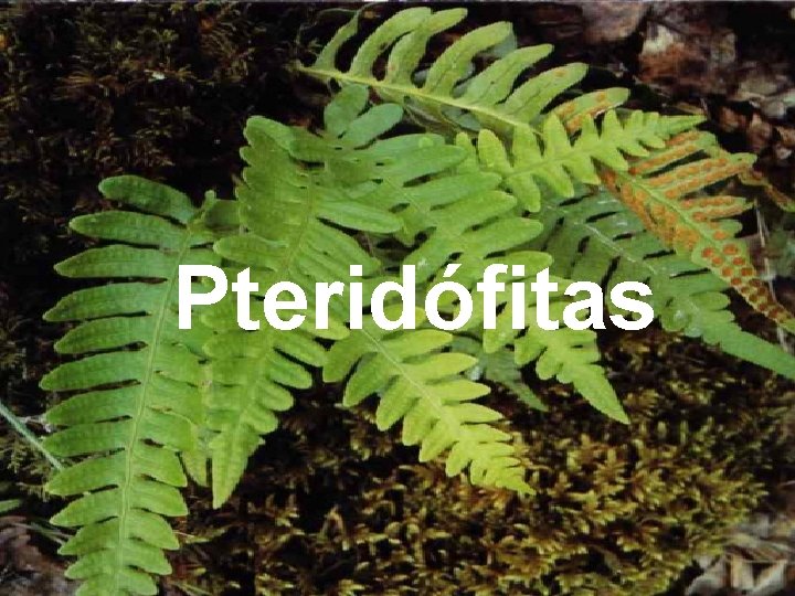 Pteridófitas 