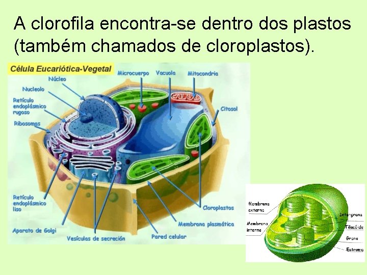 A clorofila encontra-se dentro dos plastos (também chamados de cloroplastos). 