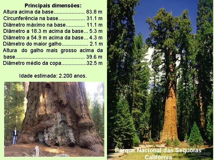 Principais dimensões: Altura acima da base. . . . . 83. 8 m Circunferência