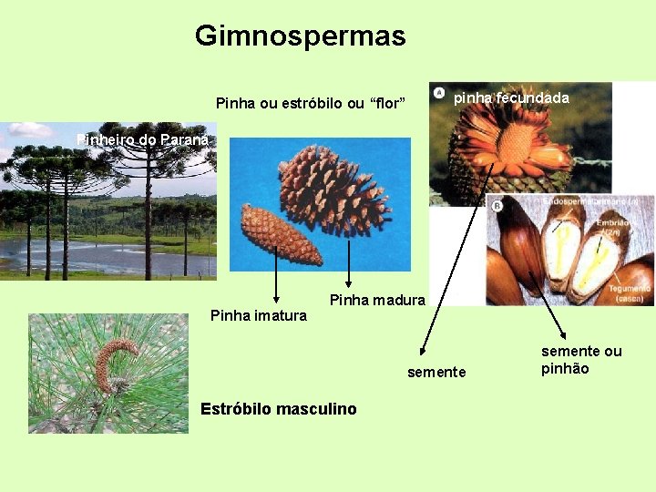 Gimnospermas pinha fecundada Pinha ou estróbilo ou “flor” Pinheiro do Paraná Pinha imatura Pinha