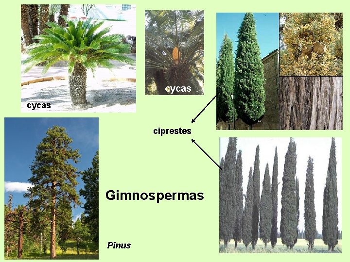 cycas ciprestes Gimnospermas Pinus 