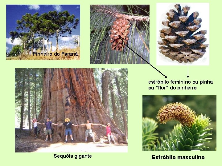 Pinheiro do Paraná estróbilo feminino ou pinha ou “flor” do pinheiro Sequóia gigante Estróbilo
