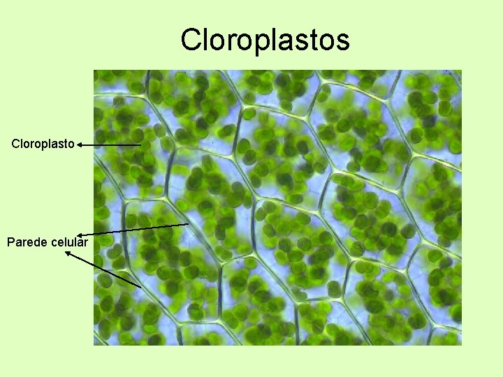 Cloroplastos Cloroplasto Parede celular 