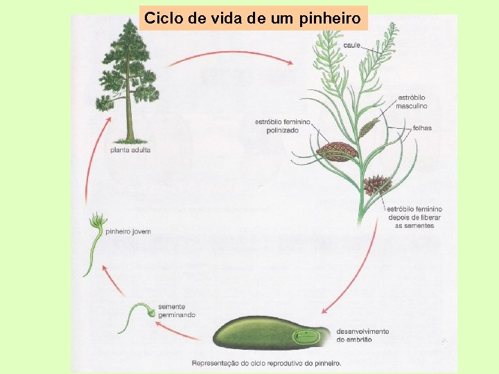 Ciclo de vida de um pinheiro 