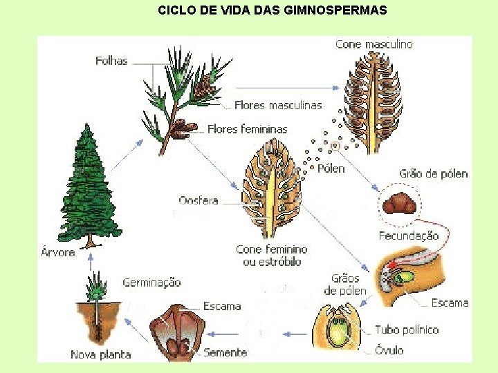 CICLO DE VIDA DAS GIMNOSPERMAS 