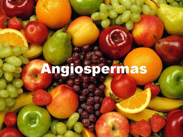 Angiospermas 