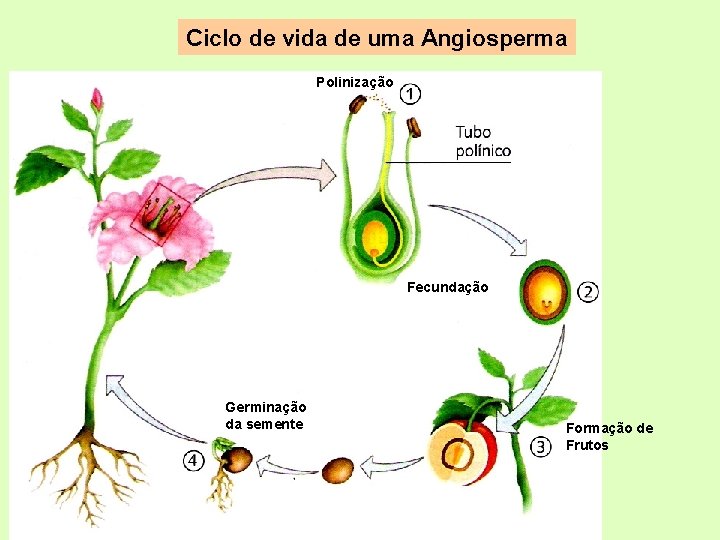 Ciclo de vida de uma Angiosperma Polinização Fecundação Germinação da semente Formação de Frutos