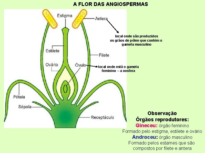 A FLOR DAS ANGIOSPERMAS local onde são produzidos os grãos de pólen que contêm