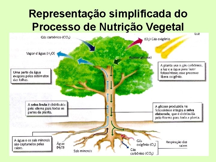 Representação simplificada do Processo de Nutrição Vegetal 