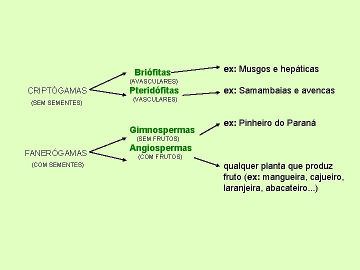 Briófitas ex: Musgos e hepáticas (AVASCULARES) CRIPTÓGAMAS (SEM SEMENTES) Pteridófitas ex: Samambaias e avencas