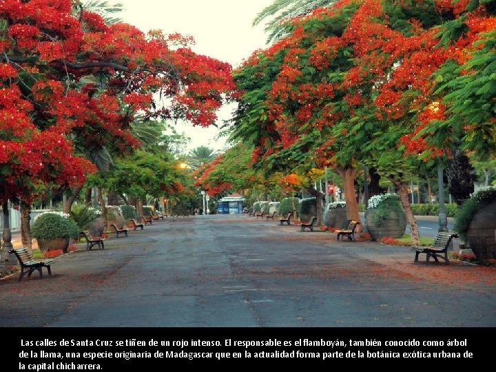 Las calles de Santa Cruz se tiñen de un rojo intenso. El responsable es