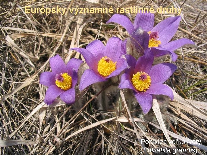 Európsky významné rastlinné druhy Poniklec veľkokvetý (Pulsatilla grandis) 