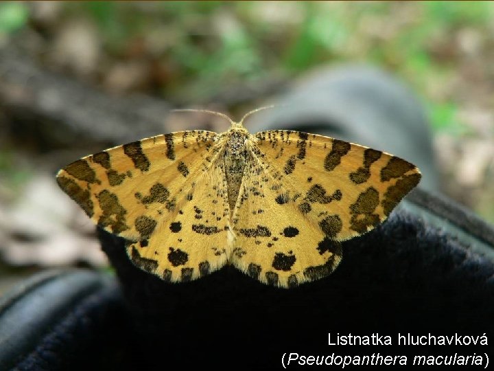 Listnatka hluchavková (Pseudopanthera macularia) 