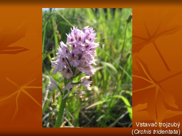 Vstavač trojzubý (Orchis tridentata) 