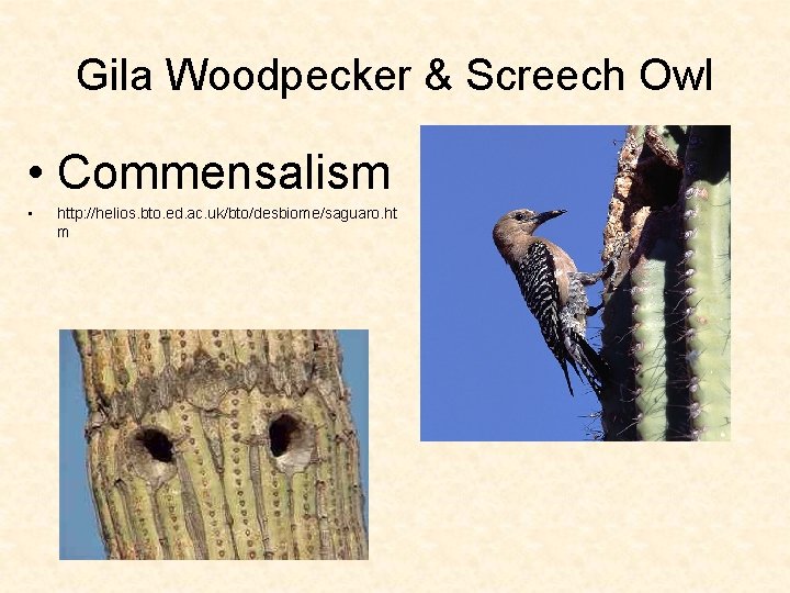 Gila Woodpecker & Screech Owl • Commensalism • http: //helios. bto. ed. ac. uk/bto/desbiome/saguaro.