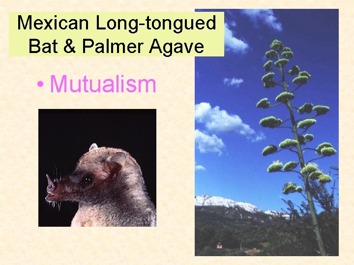 Mexican Long-tongued Bat & Palmer Agave • Mutualism 