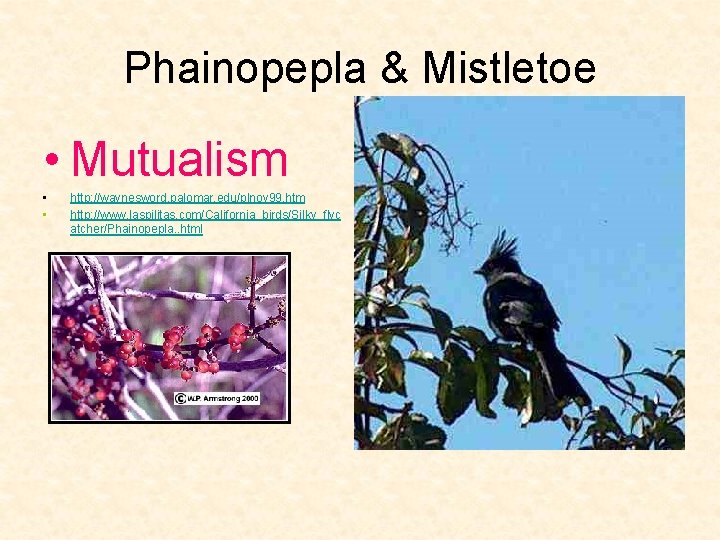 Phainopepla & Mistletoe • Mutualism • • http: //waynesword. palomar. edu/plnov 99. htm http: