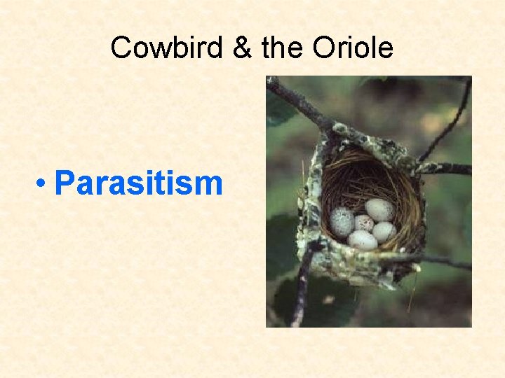Cowbird & the Oriole • Parasitism 