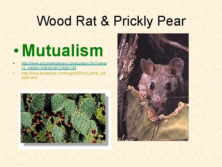 Wood Rat & Prickly Pear • Mutualism • • http: //www. arizonahighways. com/custom. cfm?