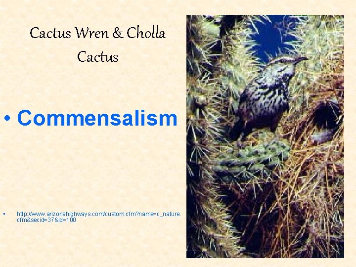 Cactus Wren & Cholla Cactus • Commensalism • http: //www. arizonahighways. com/custom. cfm? name=c_nature.