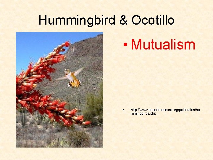 Hummingbird & Ocotillo • Mutualism • http: //www. desertmuseum. org/pollination/hu mmingbirds. php 