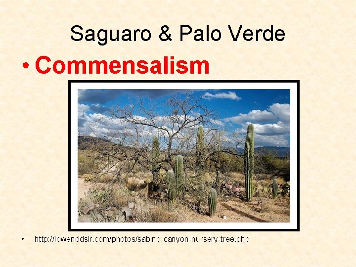 Saguaro & Palo Verde • Commensalism • http: //lowenddslr. com/photos/sabino-canyon-nursery-tree. php 