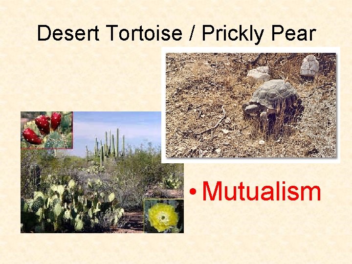 Desert Tortoise / Prickly Pear • Mutualism 