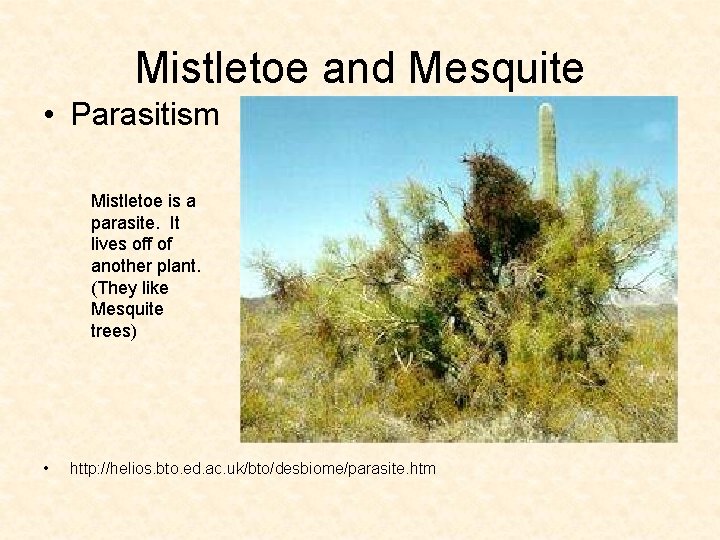 Mistletoe and Mesquite • Parasitism Mistletoe is a parasite. It lives off of another