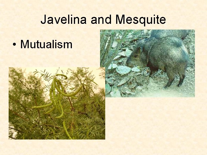 Javelina and Mesquite • Mutualism 