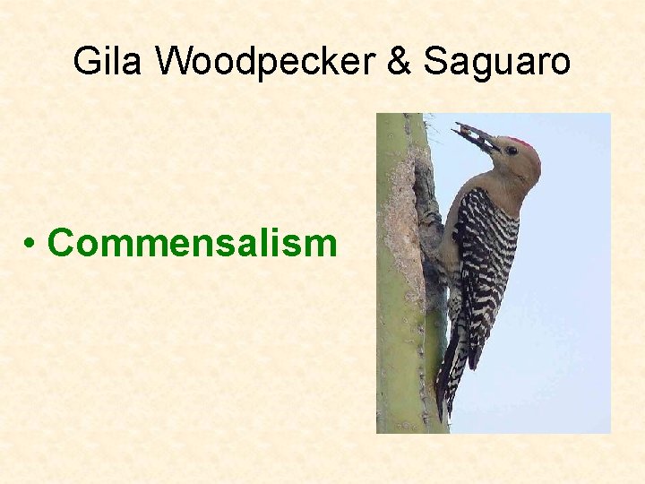 Gila Woodpecker & Saguaro • Commensalism 