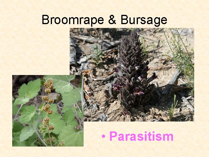 Broomrape & Bursage • Parasitism 