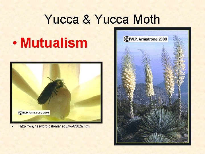 Yucca & Yucca Moth • Mutualism • http: //waynesword. palomar. edu/ww 0902 a. htm