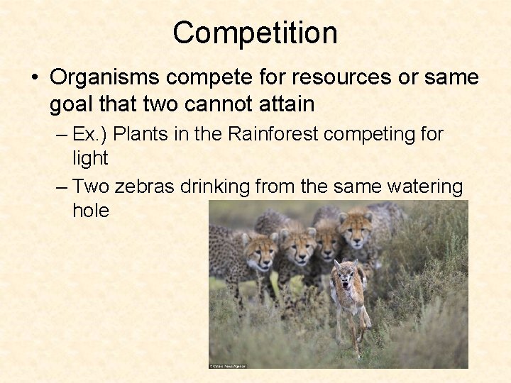 Competition • Organisms compete for resources or same goal that two cannot attain –