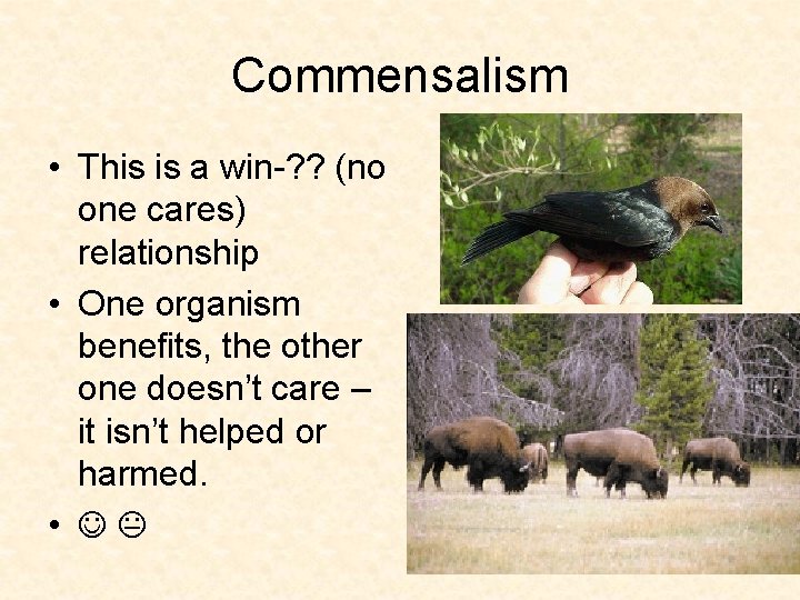 Commensalism • This is a win-? ? (no one cares) relationship • One organism