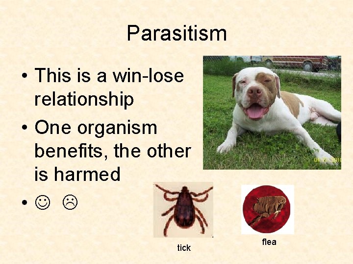 Parasitism • This is a win-lose relationship • One organism benefits, the other is