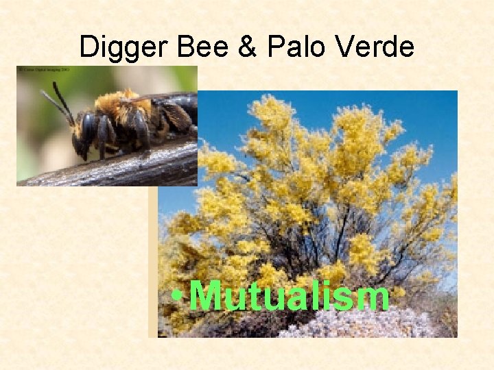 Digger Bee & Palo Verde • Mutualism 